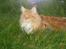 Maine Coon Ferdinand