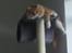 Maine Coon Ferdinand