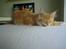 Maine Coon Ferdinand