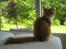 Maine Coon Ferdinand
