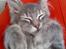 Maine Coon Bufas