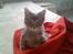 Maine Coon Bufas - Her er jeg helt ny, blot 8 uger ca.
