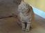 Huskat Garfield
