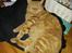 Huskat Garfield
