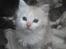 Maine Coon artur - 5 uger