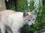 Huskat Kitty