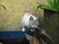 Huskat Kitty