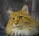 Maine Coon Ferdinand