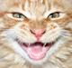 Maine Coon Garfield P
