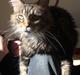 Maine Coon Sille RIP