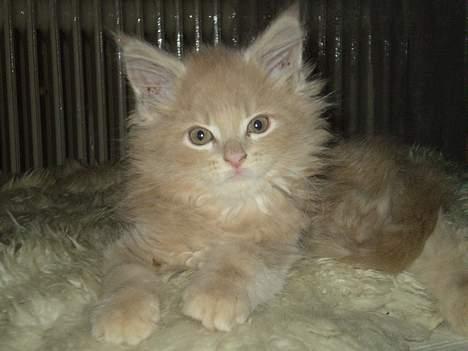 Maine Coon Freddie - Jeg er bare fotogen. 9 uger billede 8