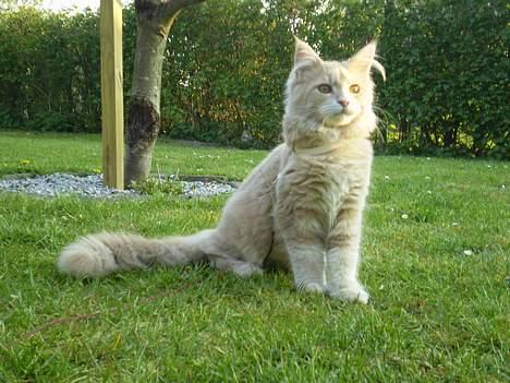 Maine Coon Freddie - 5 mdr billede 10