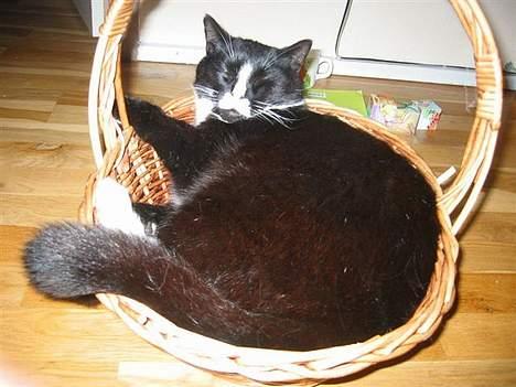 Blanding af racer Allan - Middagslur i kurven....shhh billede 20