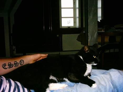 Huskat Louie billede 6