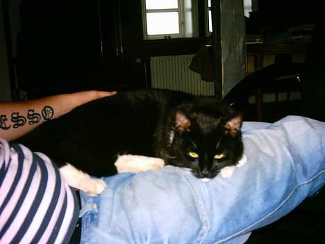 Huskat Louie - Louie ligger og putter hos sin far:) billede 7