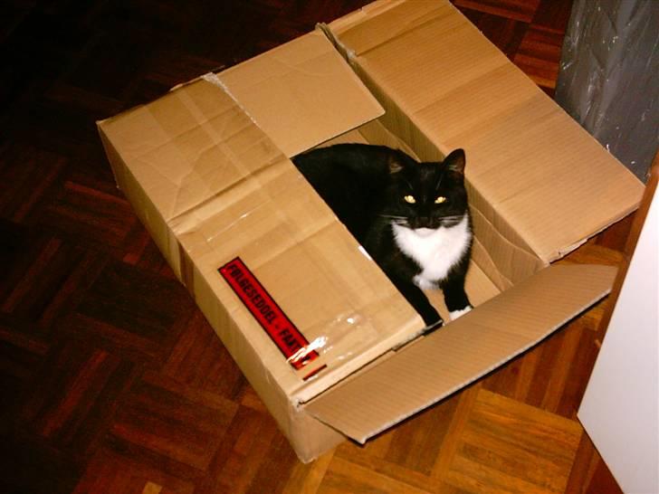 Huskat Louie billede 8