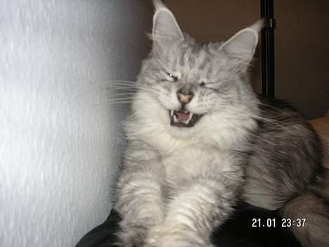 Maine Coon Twinkle  R.I.P - he he he he  billede 9