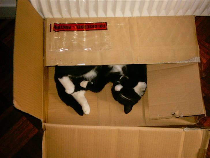 Huskat Louie billede 9