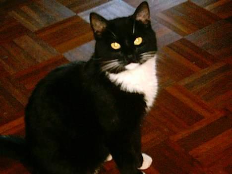 Huskat Louie billede 10