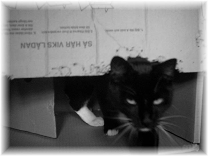 Huskat Louie billede 11