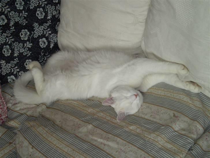 Huskat Fritz - Hej jeg hedder Fritz billede 1