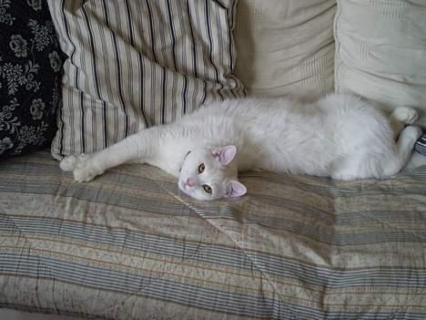 Huskat Fritz - Jeg elsker den sofa. billede 2