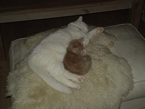 Huskat Fritz - putter med lillebror billede 3