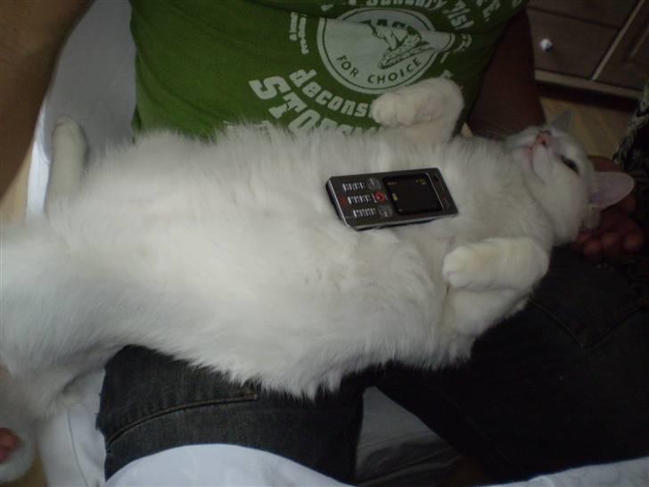 Huskat Fritz - Tyk og doven? Nej ikke mig! :-) billede 4