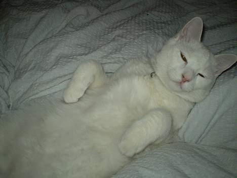 Huskat Fritz - klø mig lige på mavsen billede 5