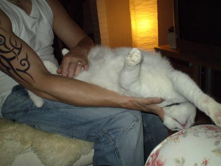 Huskat Fritz - Hvor er det dejligt at blive kløet på mavsen. billede 6