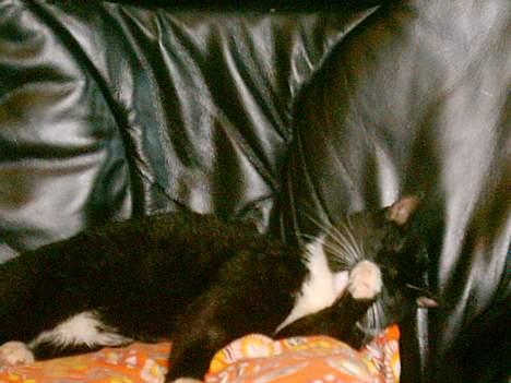 Huskat Louie billede 12