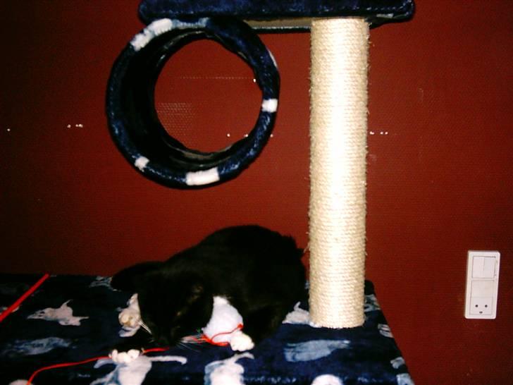 Huskat Louie billede 13