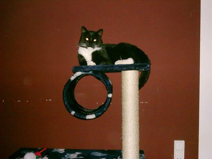 Huskat Louie billede 14