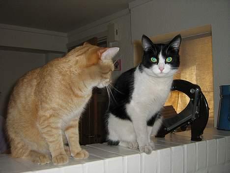 Huskat Zimba - Sidder jeg pænt nok Zindi...  billede 15