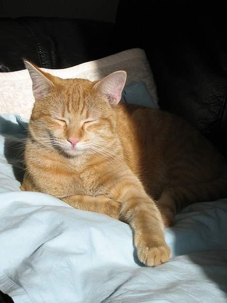 Huskat Zimba - Jeg er for lækker...  billede 16