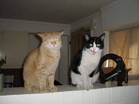 Huskat zindi - Vi er jo skønne ikk´... billede 17