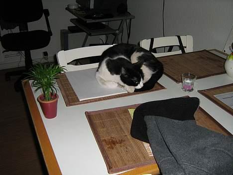 Huskat zindi - I et ubemærket øjeblik gør man vil hvad man vil..... billede 18