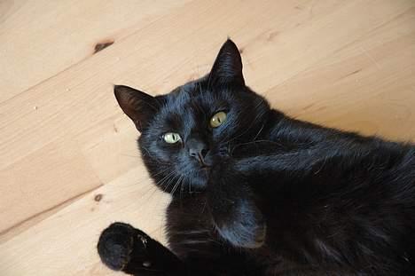 Huskat Bamse R.I.P - Pas på jeg ikke dasker dig en = ) billede 8