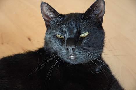 Huskat Bamse R.I.P billede 9