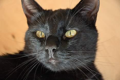 Huskat Bamse R.I.P billede 10