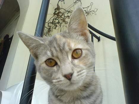 Blanding af racer Nala billede 18