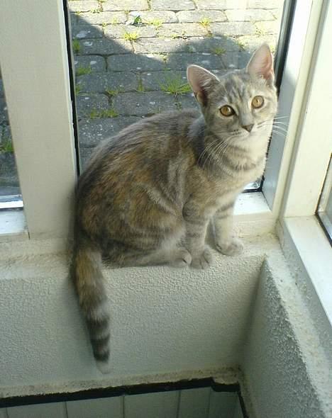 Blanding af racer Nala billede 19