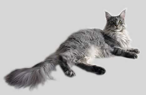 Maine Coon Castle Rock Search and De - Castle Rock Search and Destroy billede 1