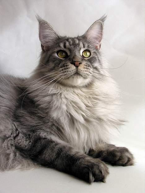 Maine Coon Castle Rock Search and De billede 2