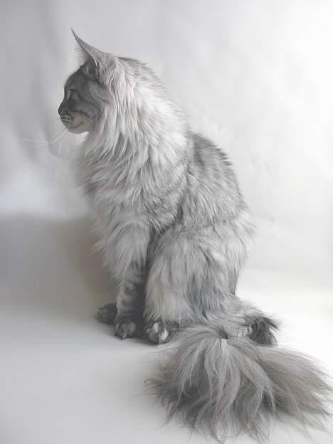 Maine Coon Castle Rock Search and De billede 3