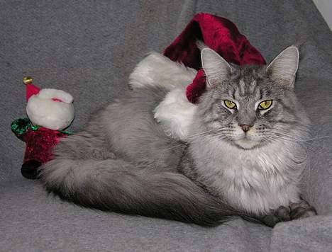 Maine Coon Castle Rock Search and De - King of Christmas billede 4
