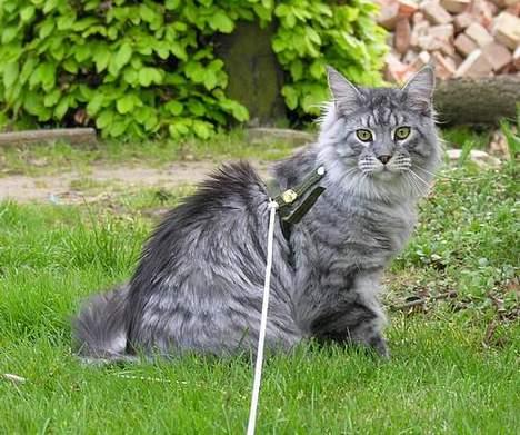 Maine Coon Castle Rock Search and De billede 5