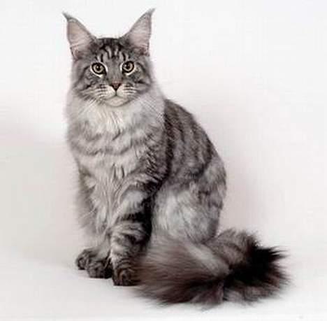 Maine Coon Castle Rock Search and De billede 6