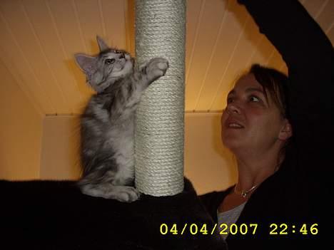 Maine Coon Ziya - R.I.P 7/12 2021 <3 - min mor er igang med at lave mit katte træ billede 14
