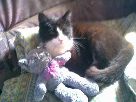 Huskat ¤Piv¤ - Her er hun billede 1